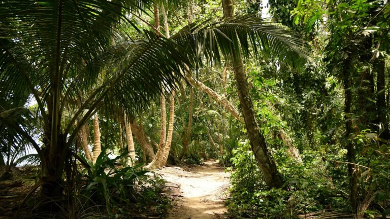 Epic Caribbean adventures for remote workers seeking thrills